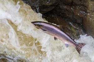 #ECOSINFORMA I Aprueba Instrucción General para la implementación de un Sistema de Monitoreo Continuo en Centros de Engorda de Salmones