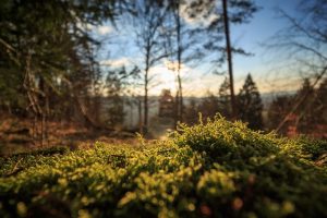 #ECOSInforma I Dictamen Nº7213 -La probidad en el marco del Sistema de Evaluación de Impacto Ambiental