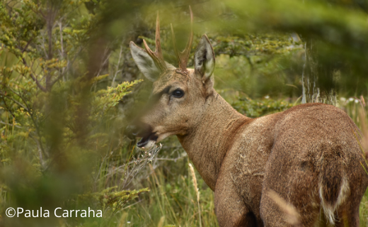 #Efeméride Ambiental I Día de la Fauna