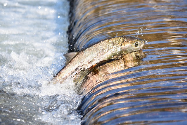 #ECOS Informa I Nuevos desafíos para la industria del salmón, en materia de cumplimiento, tecnología y gobernanza de información ambiental