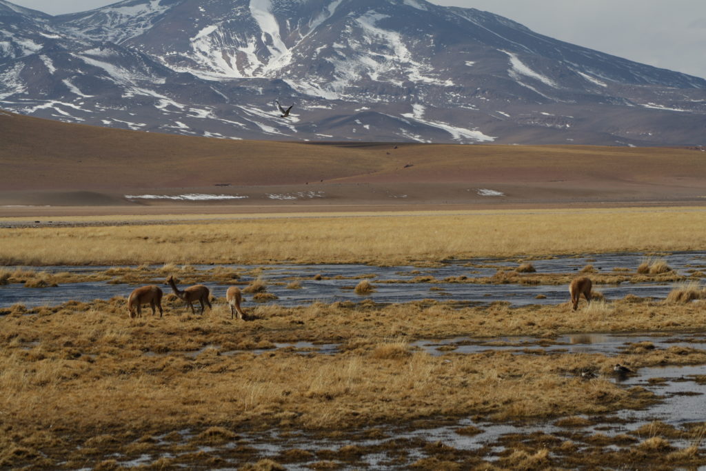 #Efeméride Ambiental I Día Mundial de los Humedales – Aplicación la Ley 21.100