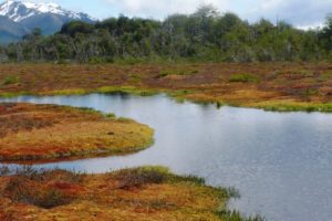 Ley de Protección Ambiental de Turberas